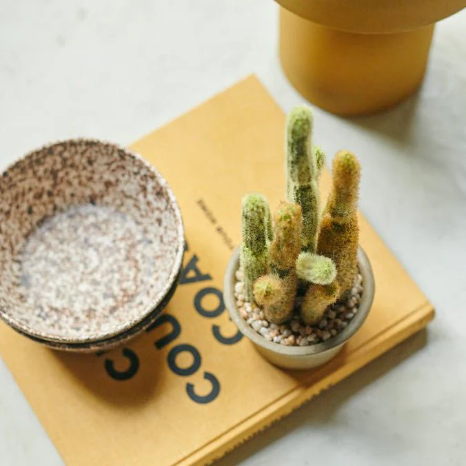Artificial Cereus Cactus in Pot