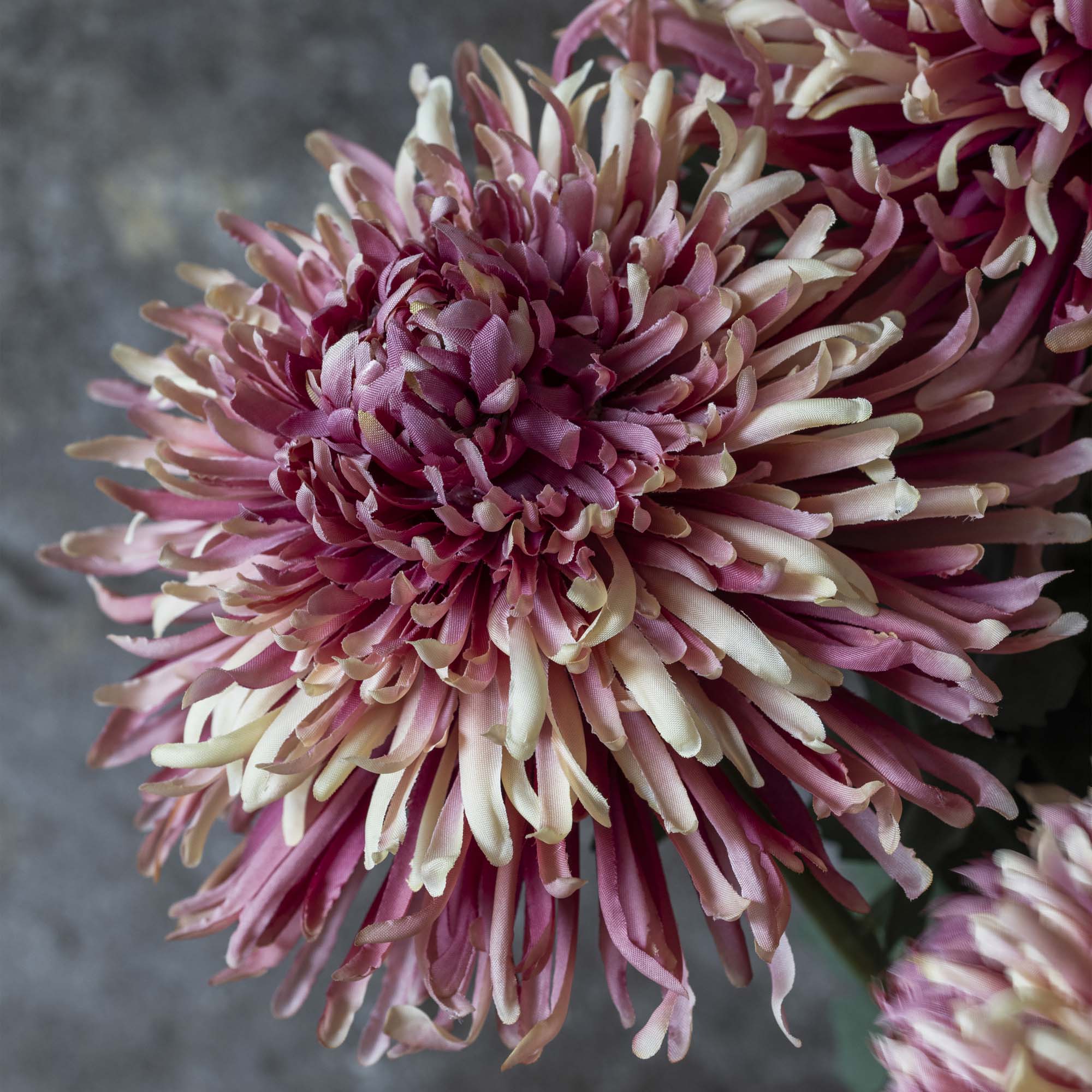 Artificial Chrysanthemum, Sunset - Image 7