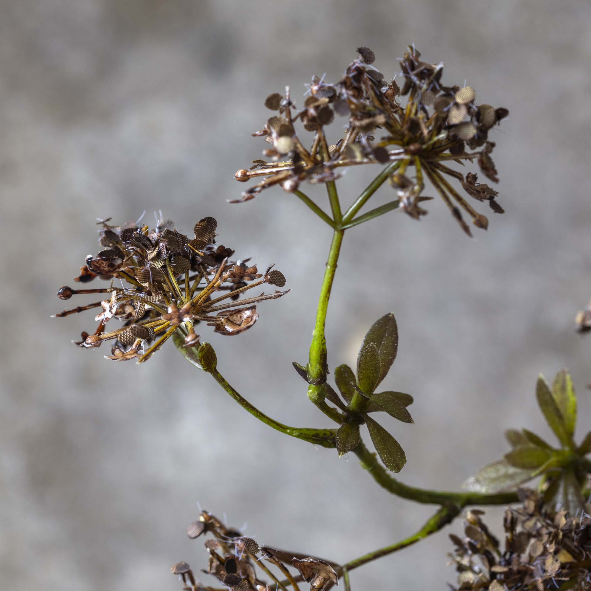 Artificial Hogweed - Image 2