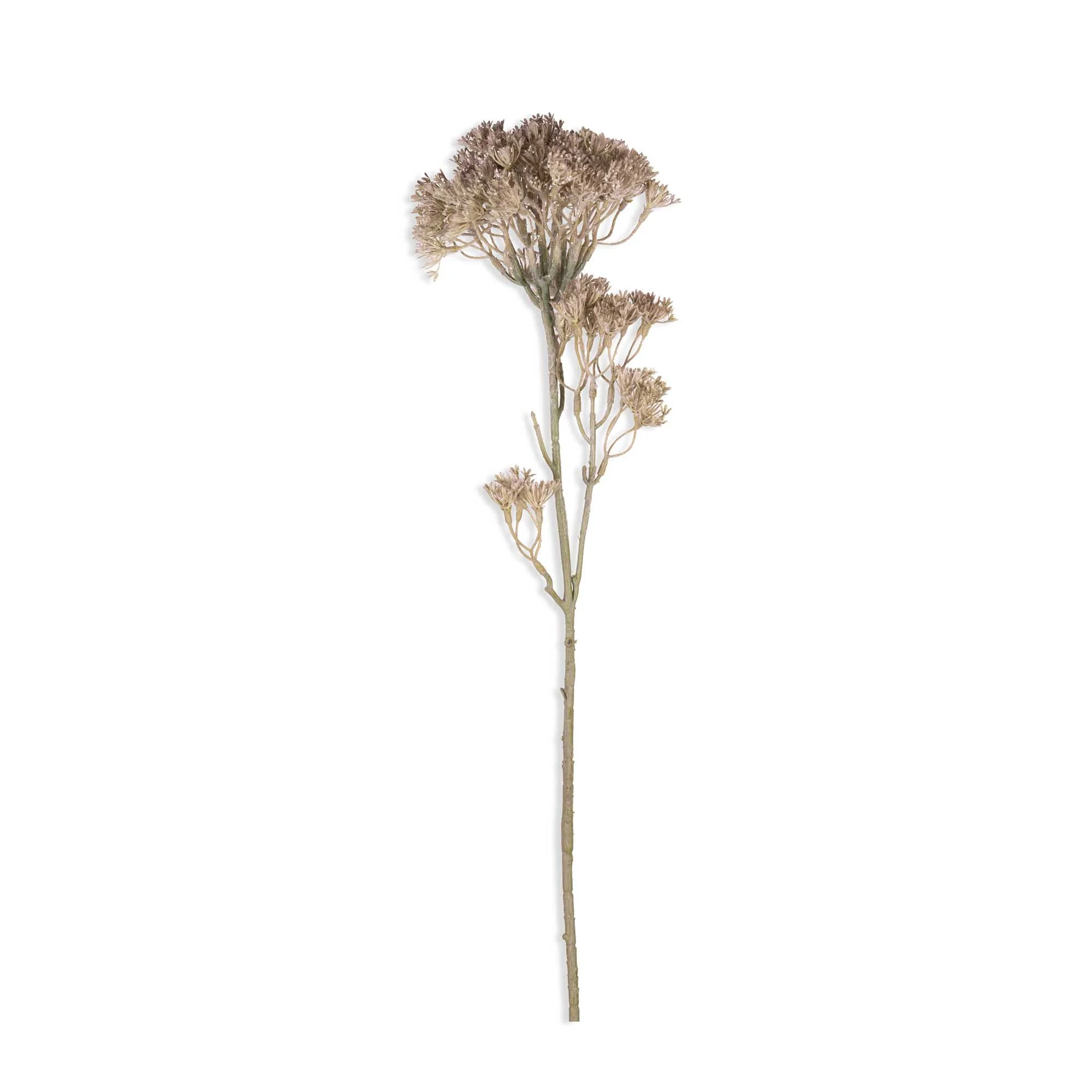 Artificial Orlaya - Image 3