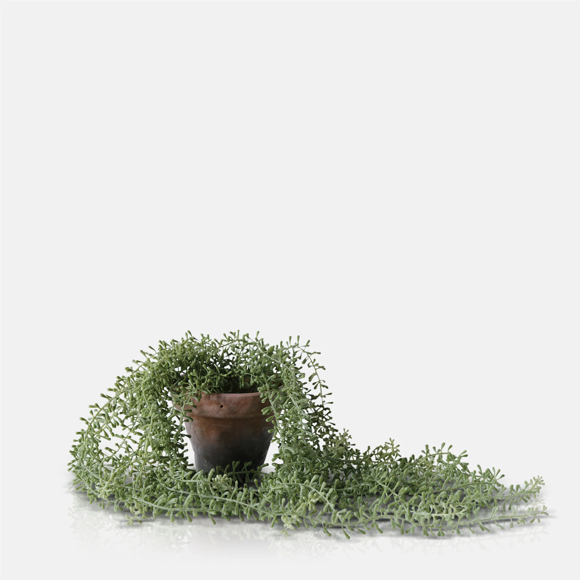 Artificial Potted String of Pearls - Image 2