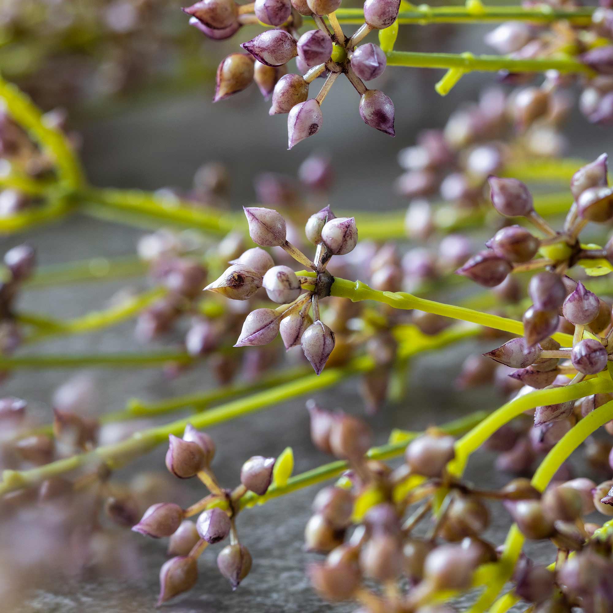 Artificial Succulent Bunch, Blush - Image 6