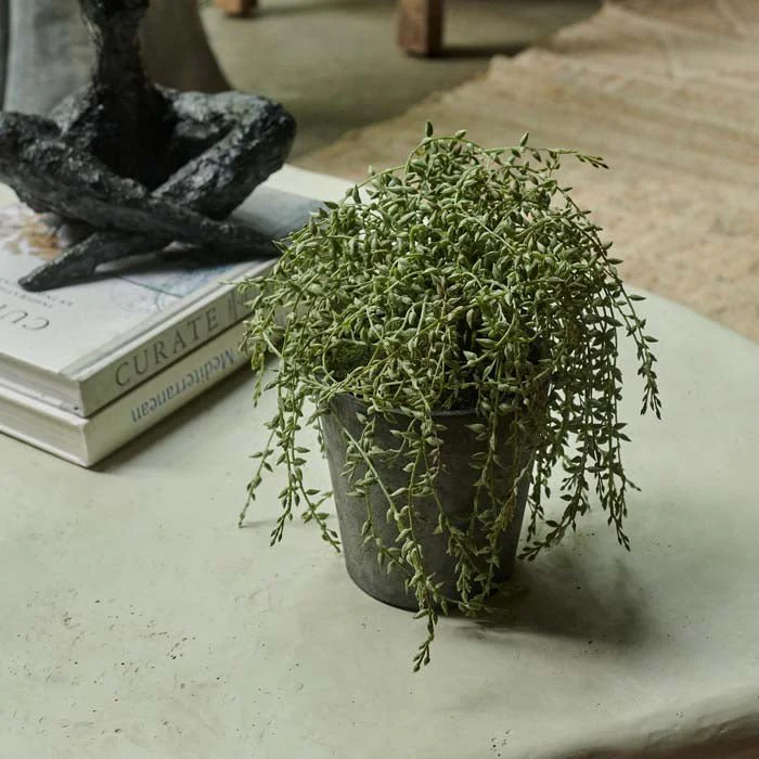 Artificial Trailing Senecio in Pot - Image 4