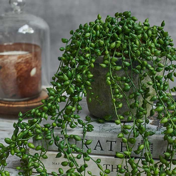 Artificial Trailing String of Pearls - Image 3