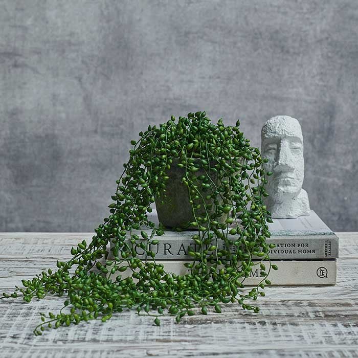 Artificial Trailing String of Pearls - Image 4