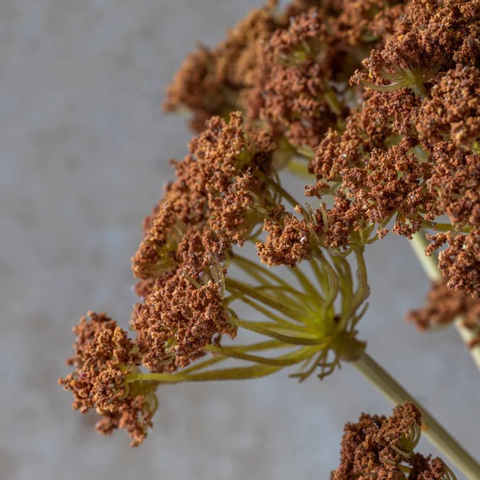 Artificial Yarrow Bunch, Henna - Image 2