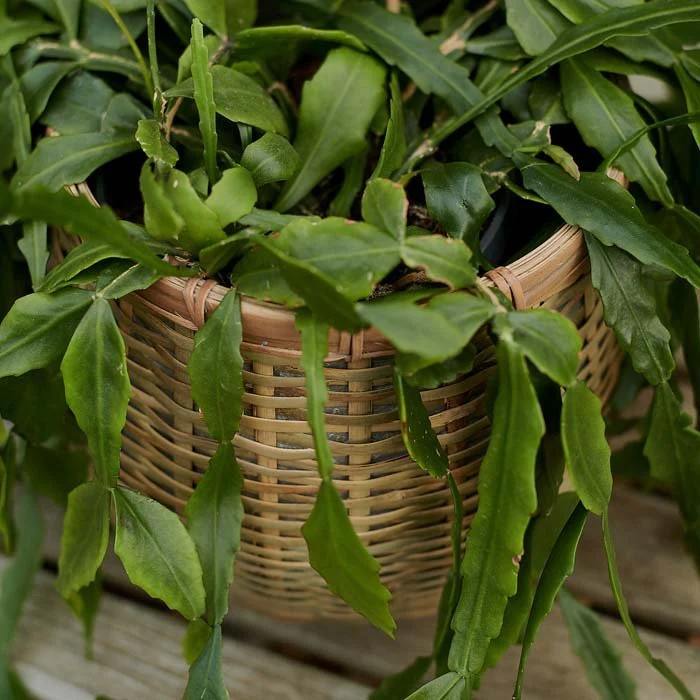 Delaney Bamboo Plant Pot - Image 3