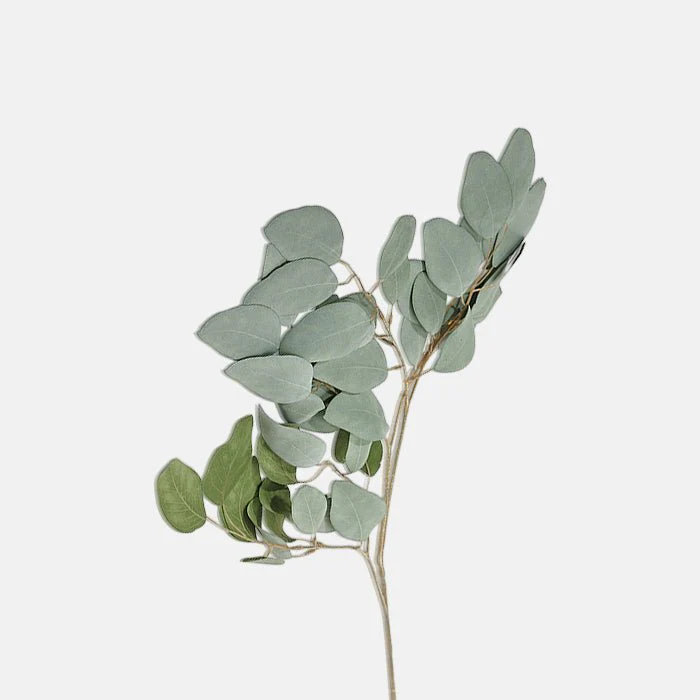 Eucalyptus Populus - Image 3