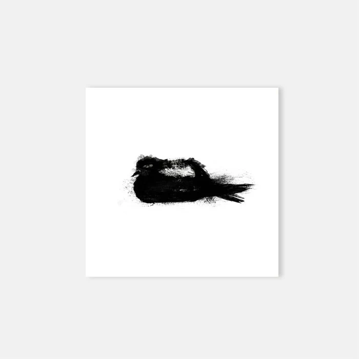 Sitting Pigeon - Image 3